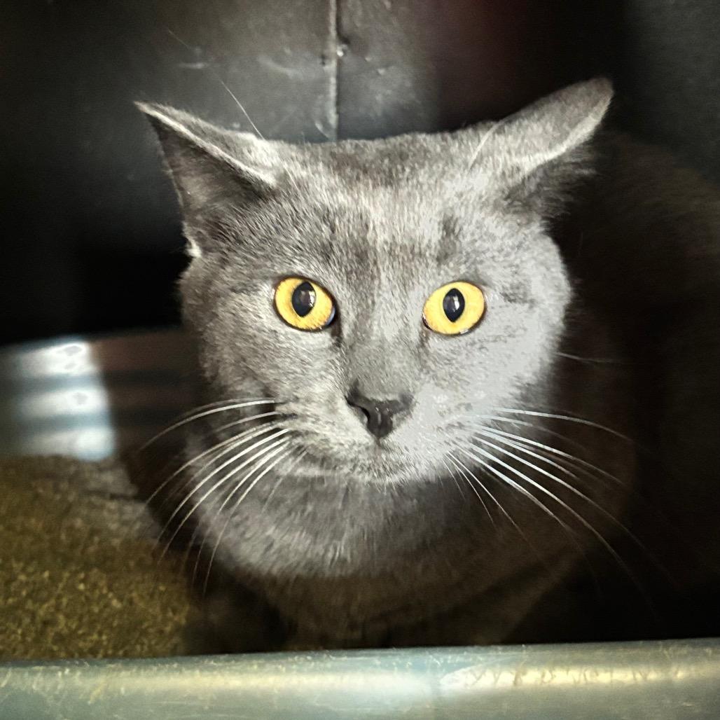 Yarrow 18C26, a Adoptable Domestic Short Hair in Napoleon, OH image 1/5