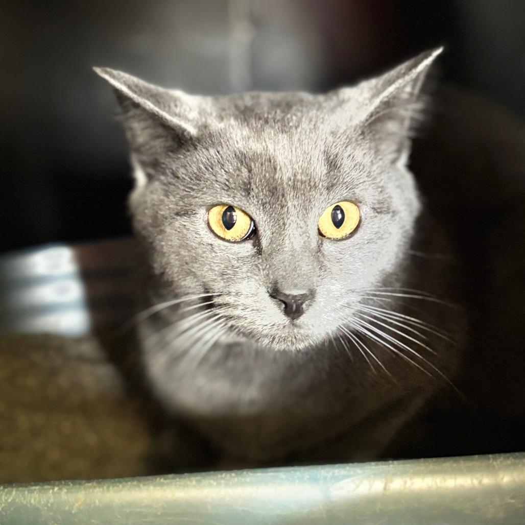 Yarrow 18C26, a Adoptable Domestic Short Hair in Napoleon, OH image 2/5