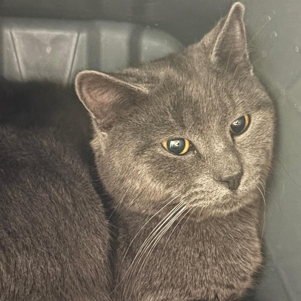 Yarrow 18C26, a Adoptable Domestic Short Hair in Napoleon, OH image 3/5