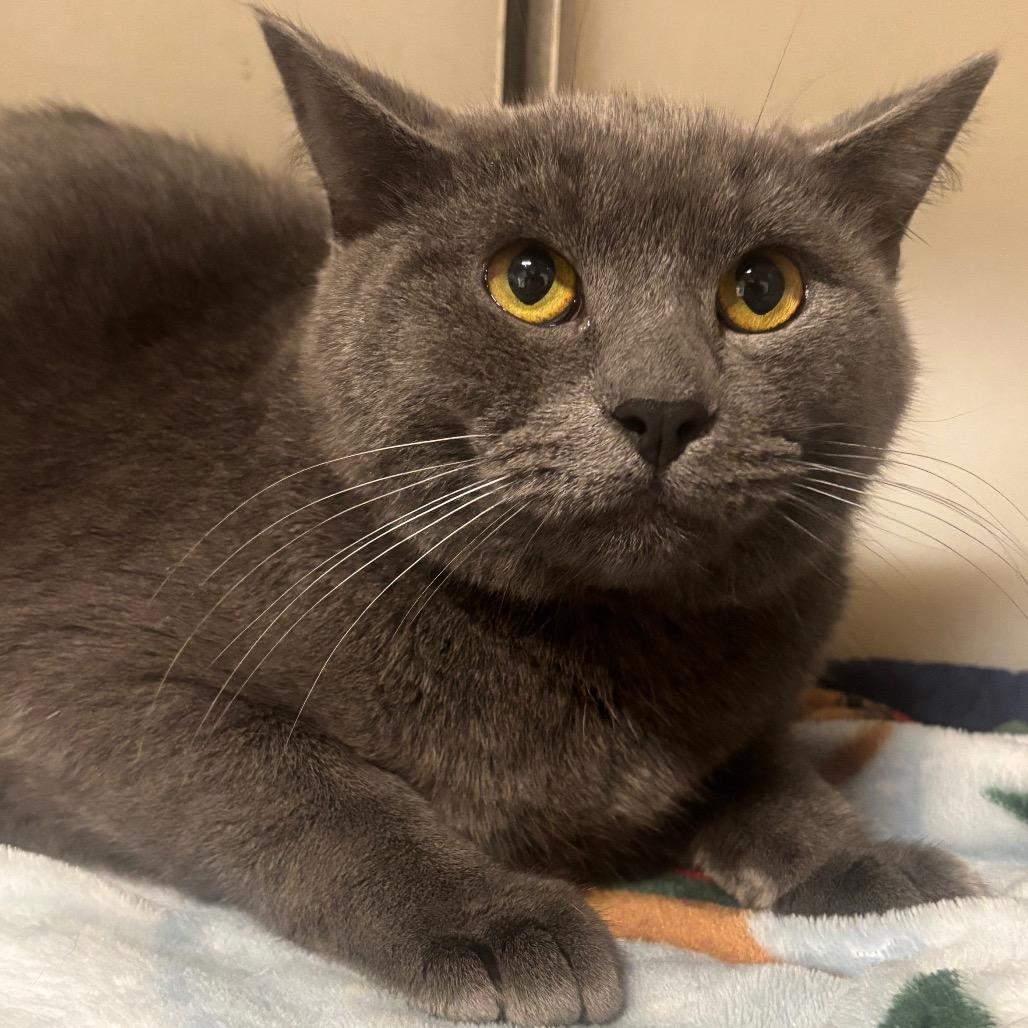 Enlarge Yarrow 18C26, a Adoptable Domestic Short Hair in Napoleon, OH image 4/6