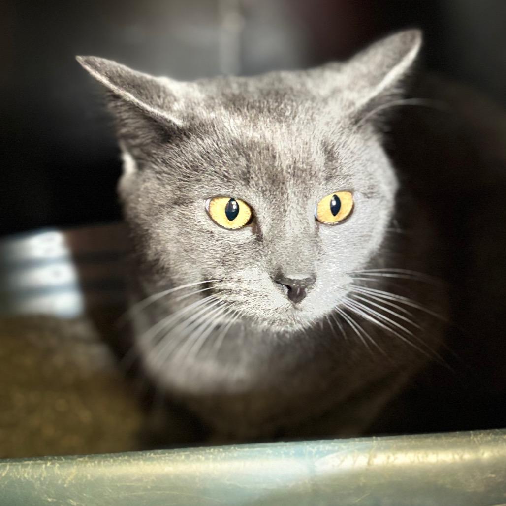 Yarrow 18C26, a Adoptable Domestic Short Hair in Napoleon, OH image 4/5