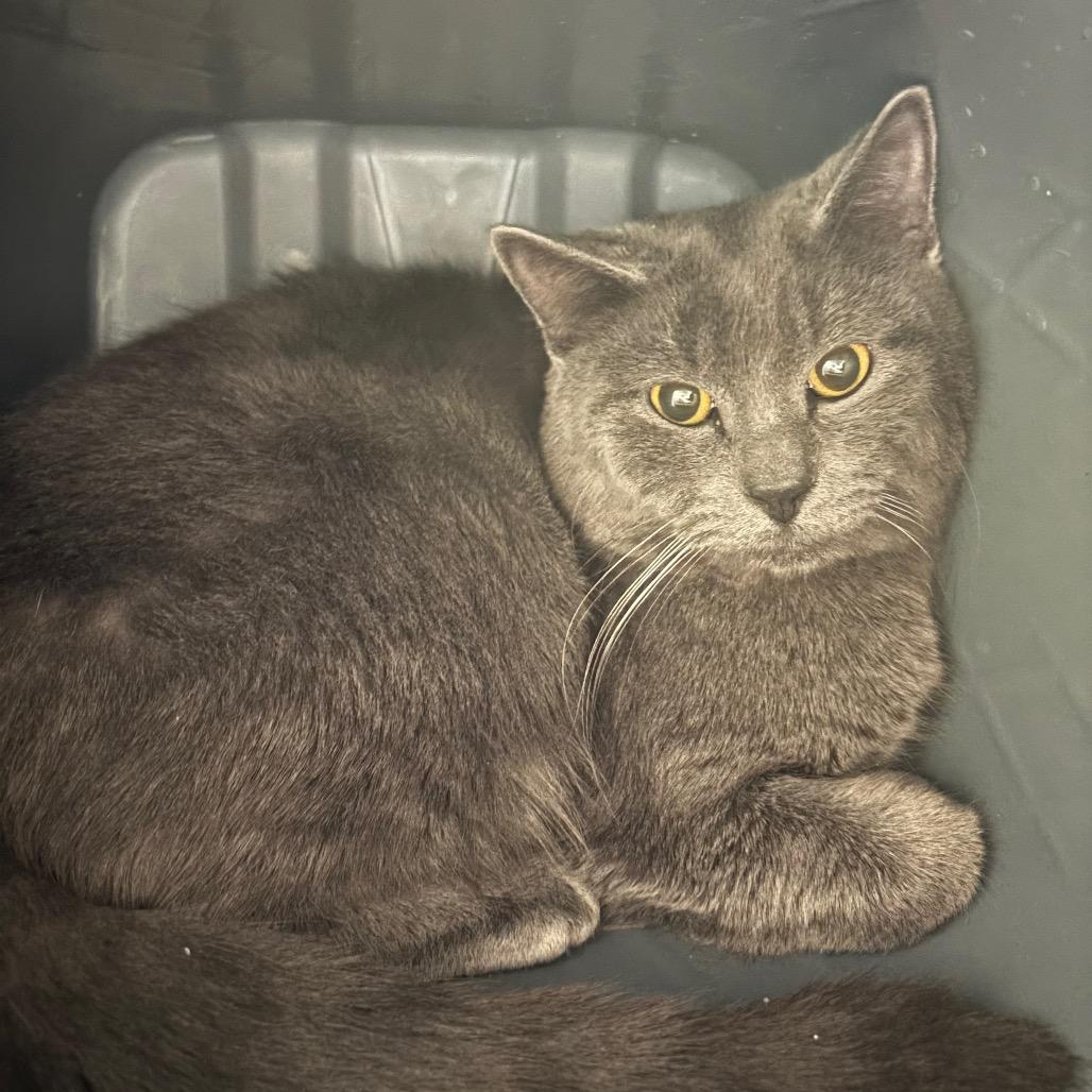 Yarrow 18C26, a Adoptable Domestic Short Hair in Napoleon, OH image 5/5