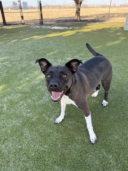 Bailey, a Adoptable mixed breed in Hutchinson, KS image 1/3