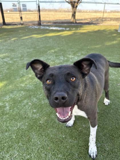 Bailey, a Adoptable mixed breed in Hutchinson, KS image 2/3