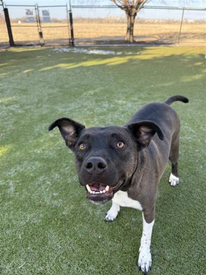 Bailey, Adoptable, Puppy Female Pit Bull Terrier & Mixed Breed.