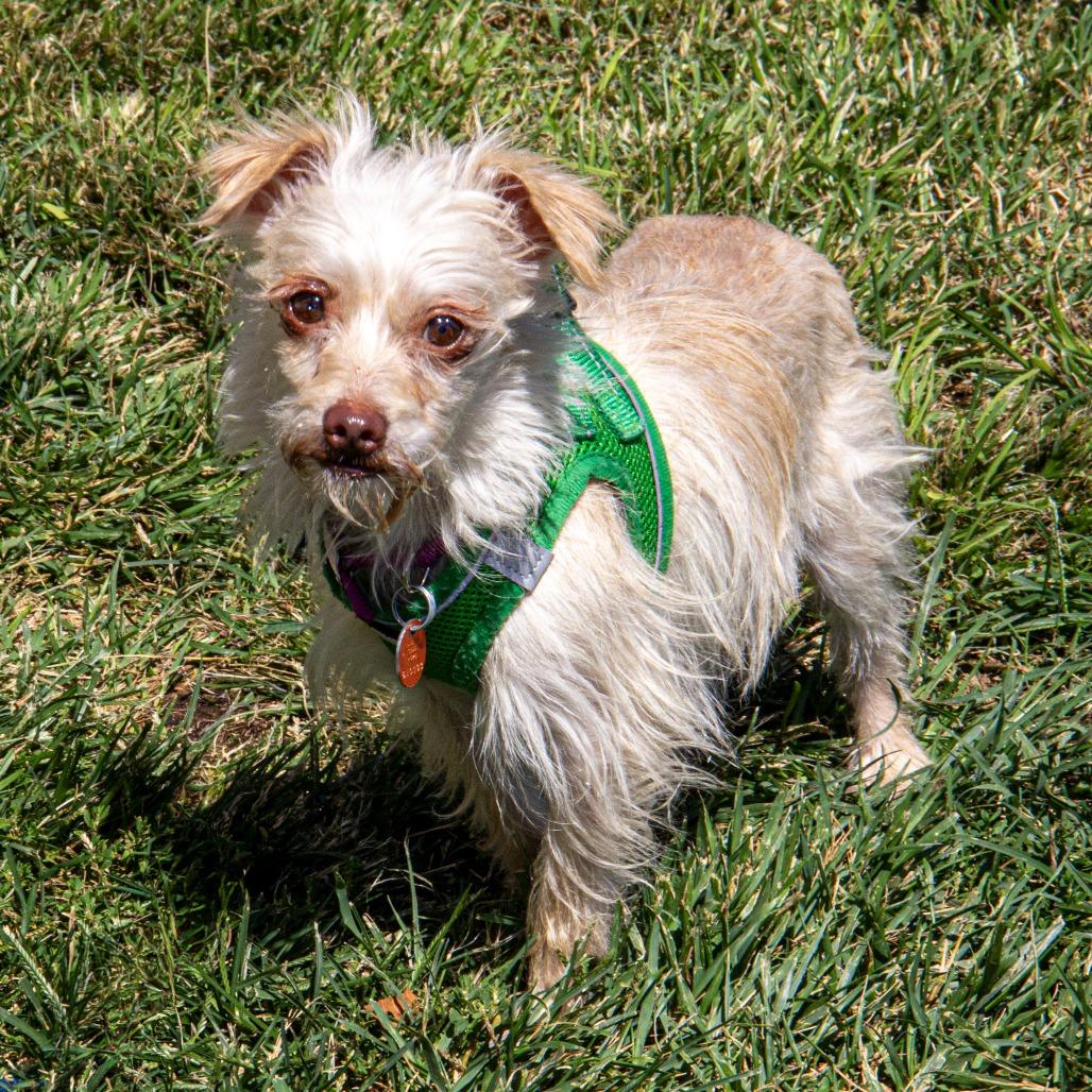Enlarge Sully, a Adoptable mixed breed in Wichita, KS image 1/6