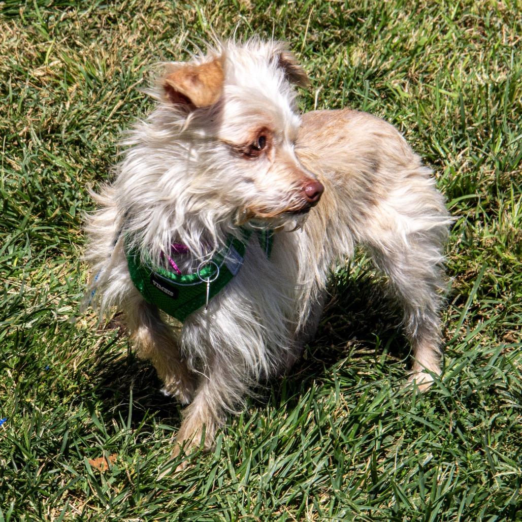 Enlarge Sully, a Adoptable mixed breed in Wichita, KS image 2/6