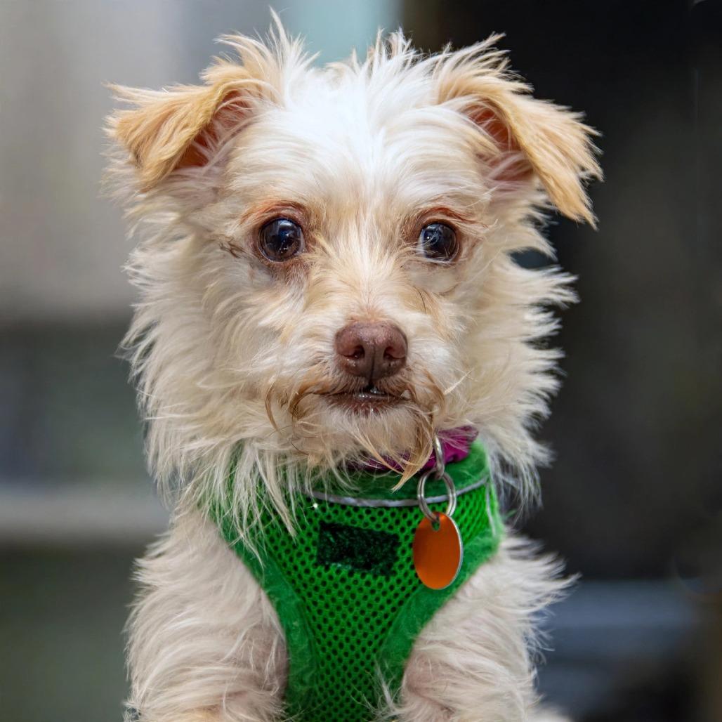 Enlarge Sully, a Adoptable mixed breed in Wichita, KS image 3/6