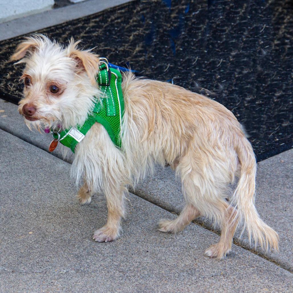 Enlarge Sully, a Adoptable mixed breed in Wichita, KS image 4/6