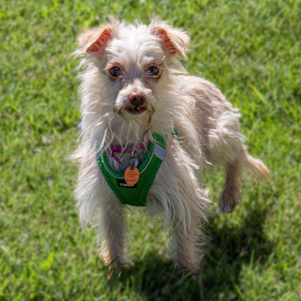Enlarge Sully, a Adoptable mixed breed in Wichita, KS image 5/6
