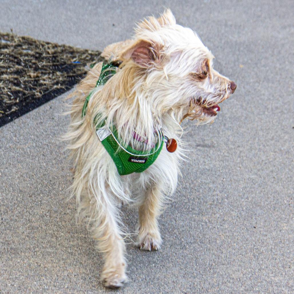 Enlarge Sully, a Adoptable mixed breed in Wichita, KS image 6/6