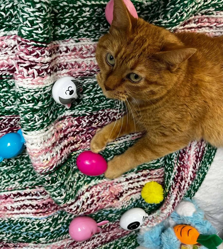 Magnolia, Adoptable, Young Female Domestic Short Hair.