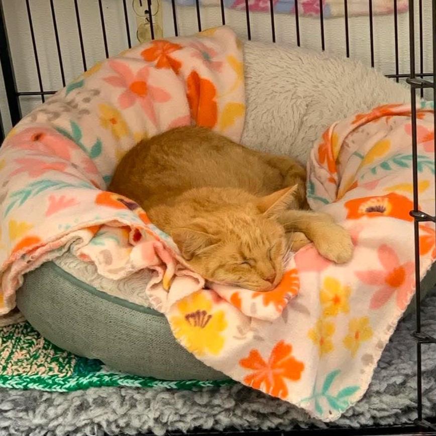 Magnolia, Adoptable, Young Female Domestic Short Hair.