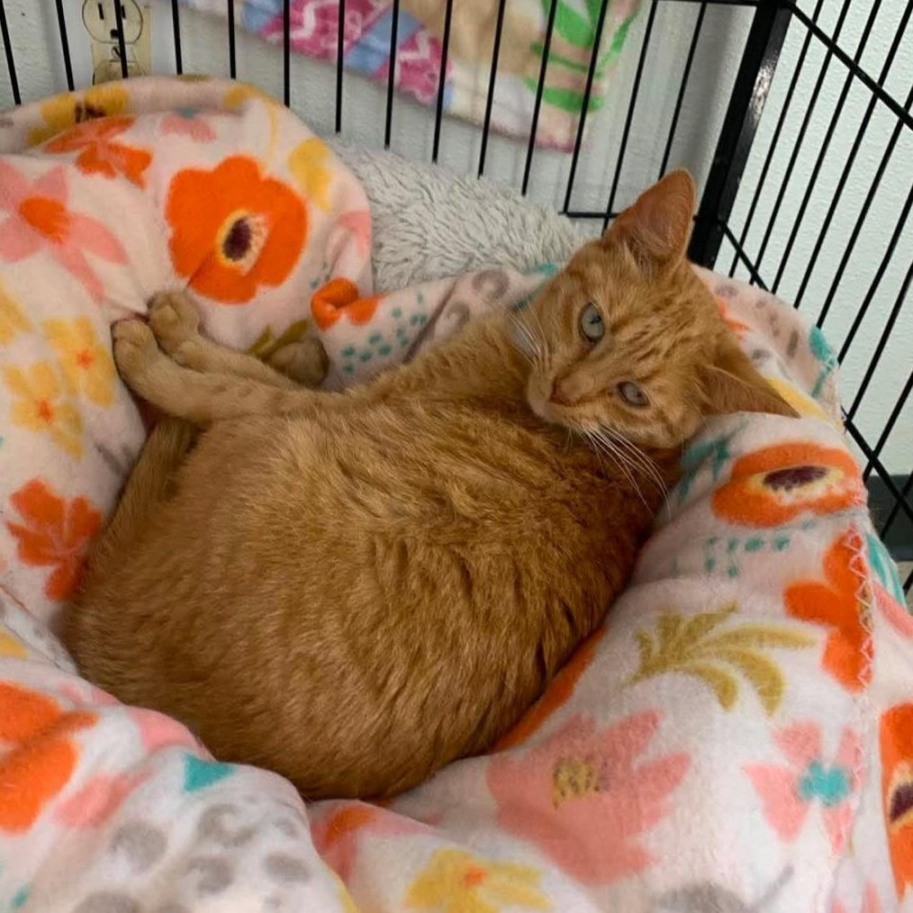Magnolia, Adoptable, Young Female Domestic Short Hair.