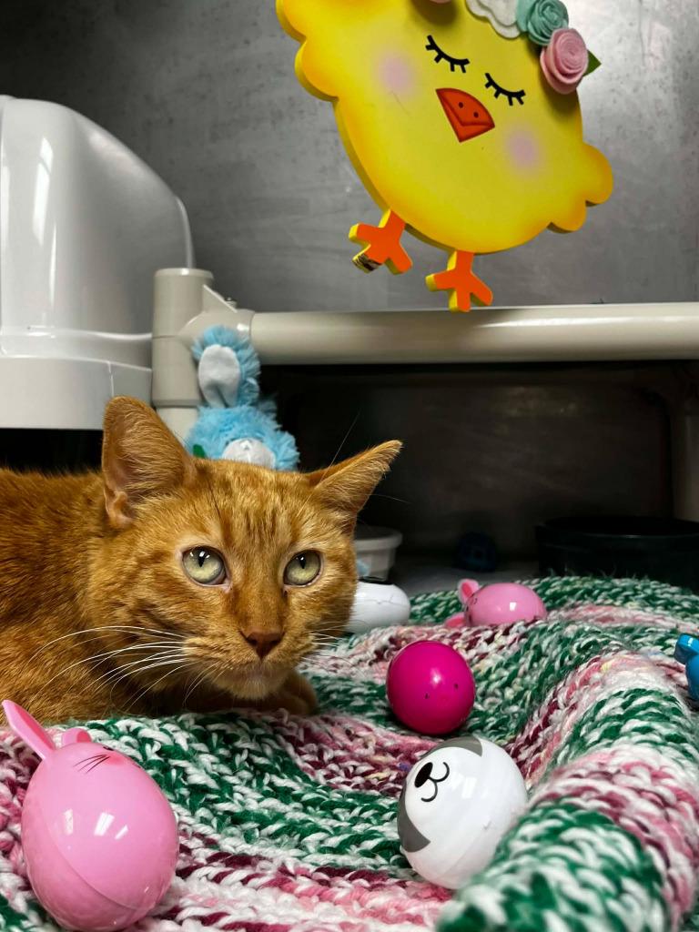 Enlarge Magnolia, a Adoptable mixed breed in Sunrise Beach, MO image 2/3