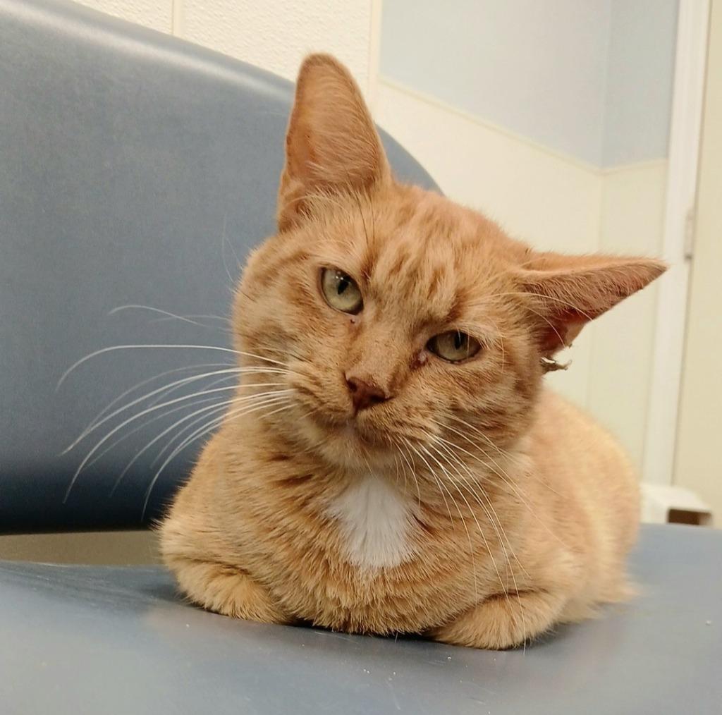 Enlarge Magnolia, a Adoptable mixed breed in Sunrise Beach, MO image 3/3