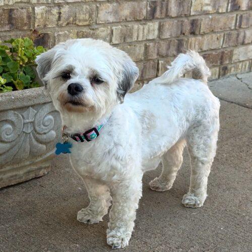 Izzy, Adoptable, Adult Female Bichon Frise & Shih Tzu.