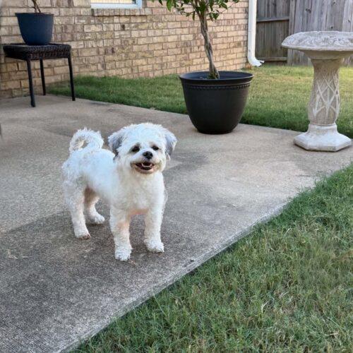 Enlarge Izzy, a Adoptable mixed breed in Memphis, TN image 2/4