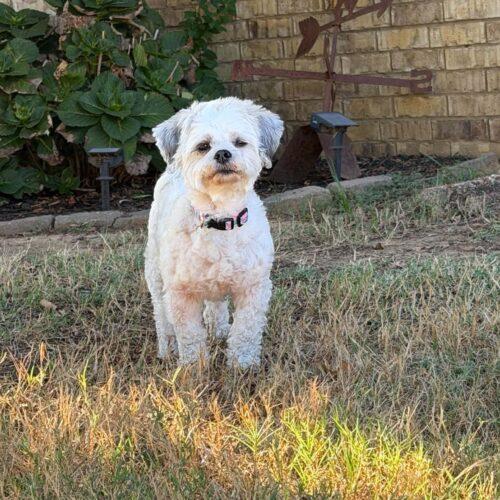 Enlarge Izzy, a Adoptable mixed breed in Memphis, TN image 3/4