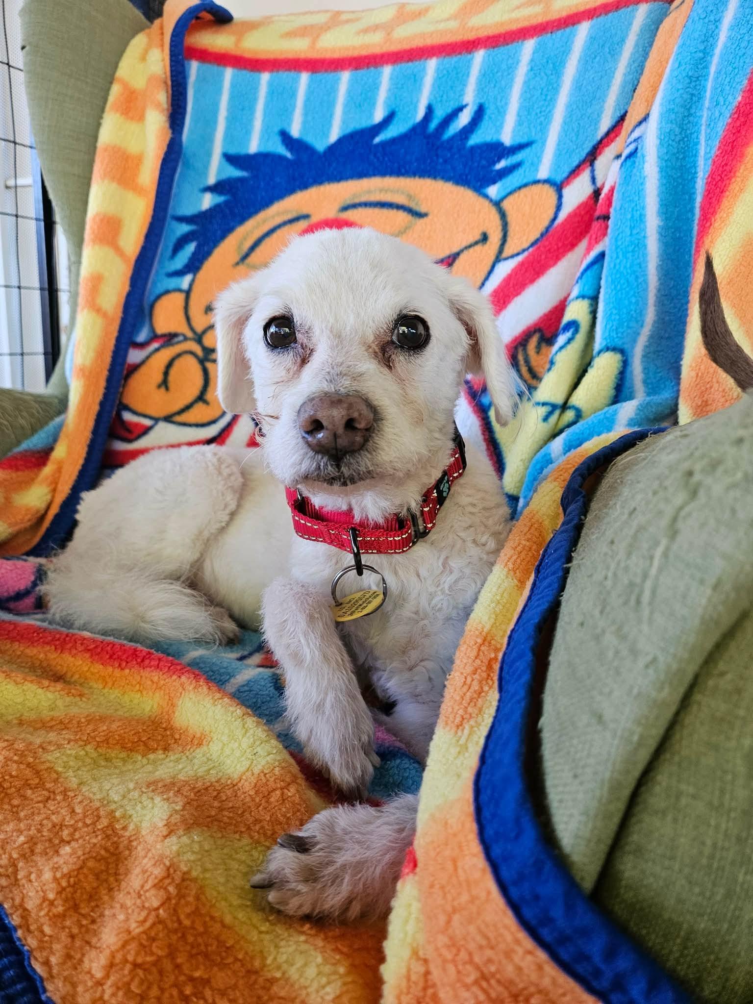 Enlarge Uncle Buddy, a ADOPTABLE mixed breed in New River, AZ image 3/5