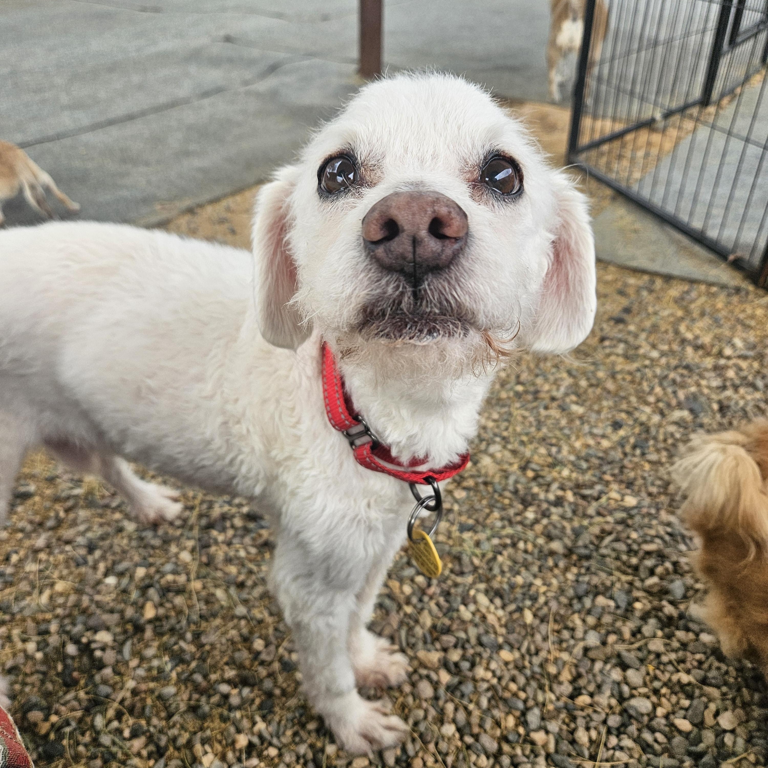 Enlarge Uncle Buddy, a ADOPTABLE mixed breed in New River, AZ image 2/5