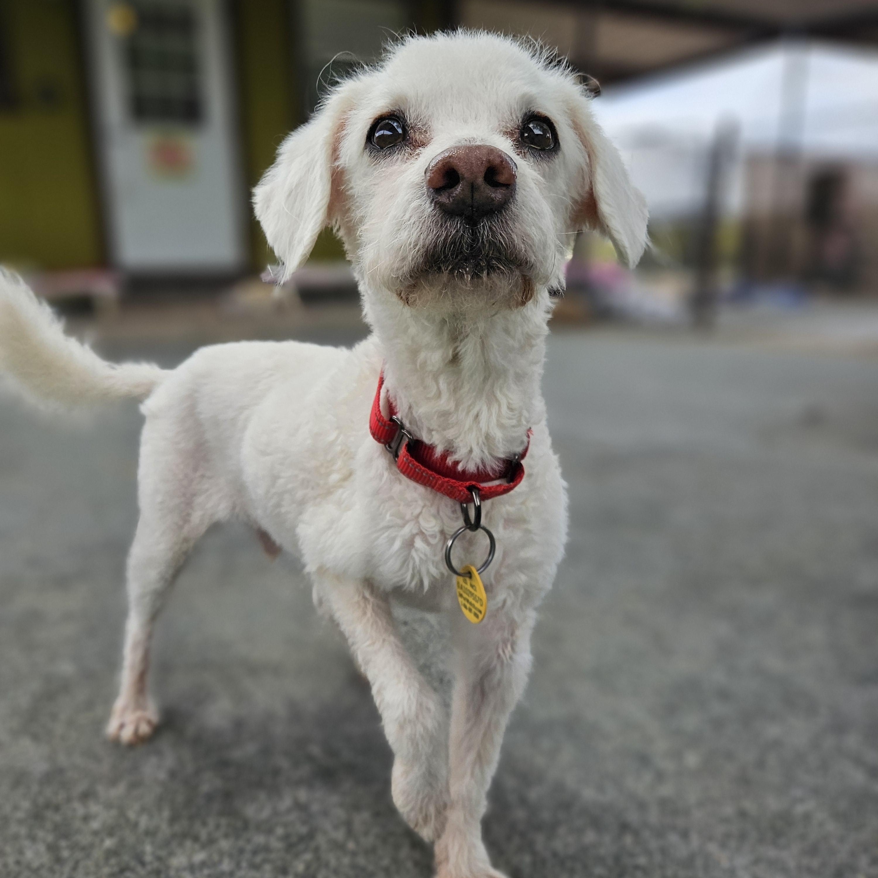 Enlarge Uncle Buddy, a ADOPTABLE mixed breed in New River, AZ image 4/5
