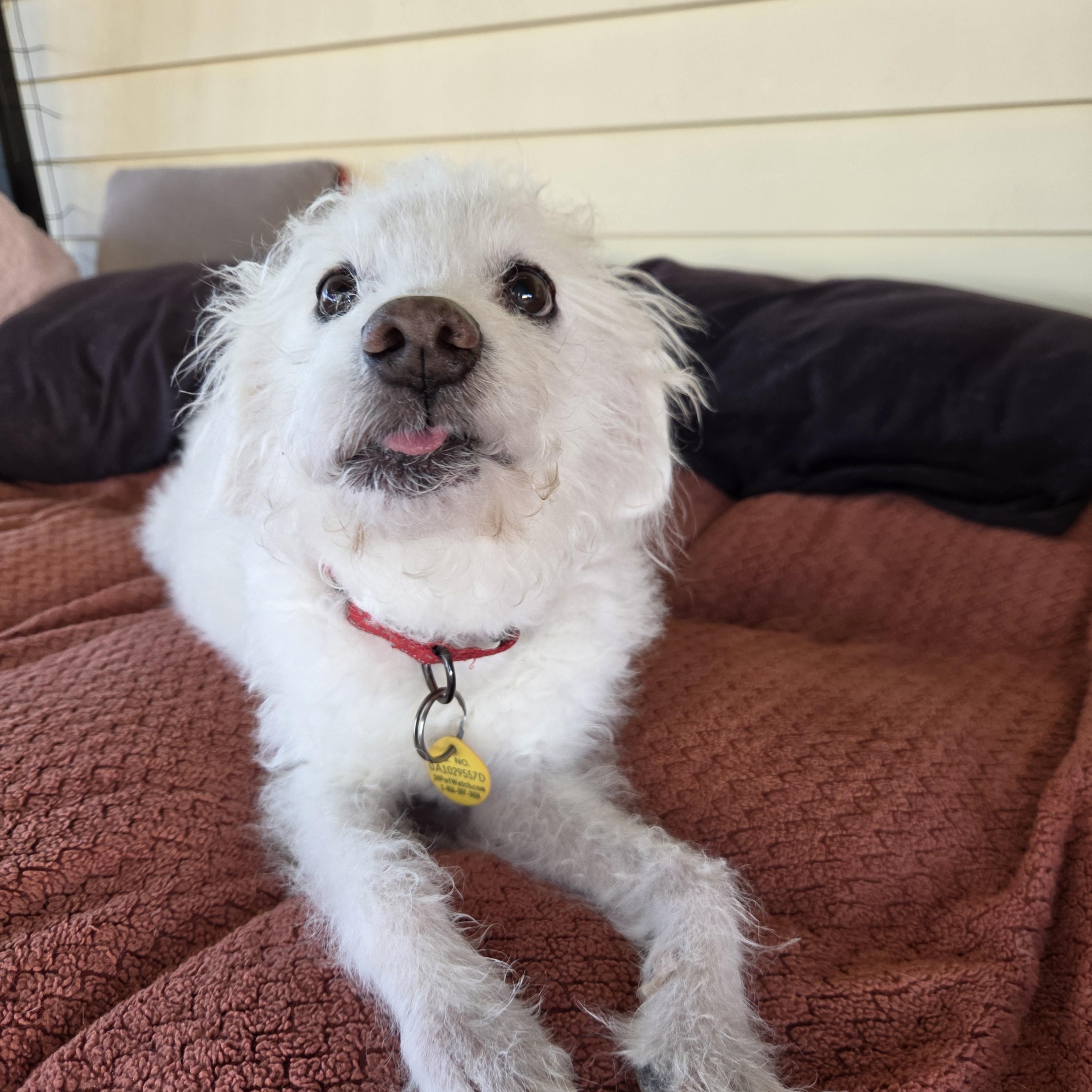 Enlarge Uncle Buddy, a Adoptable mixed breed in New River, AZ image 4/6