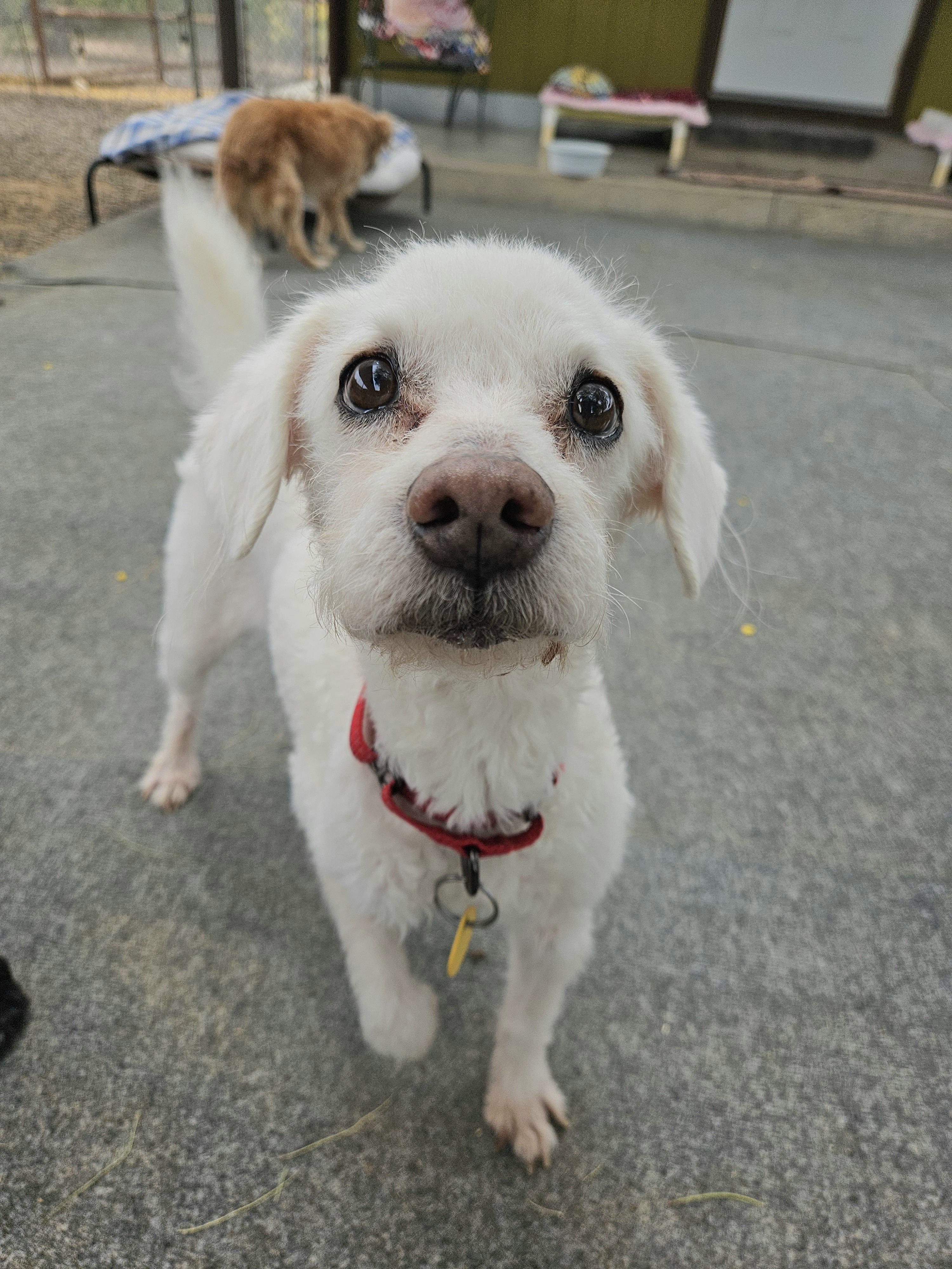 Enlarge Uncle Buddy, a ADOPTABLE mixed breed in New River, AZ image 1/5