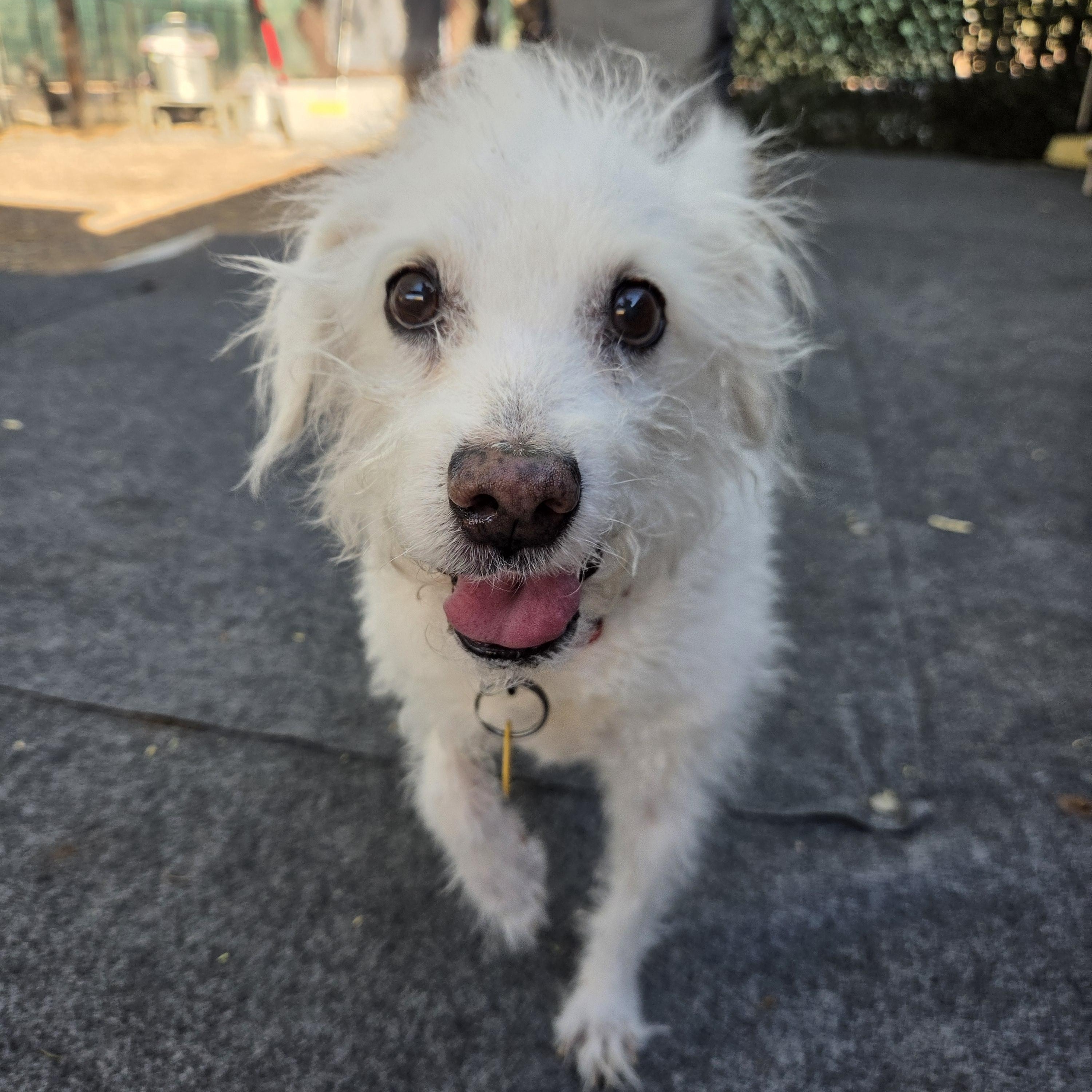 Uncle Buddy, Adoptable, Senior Male Miniature Poodle.