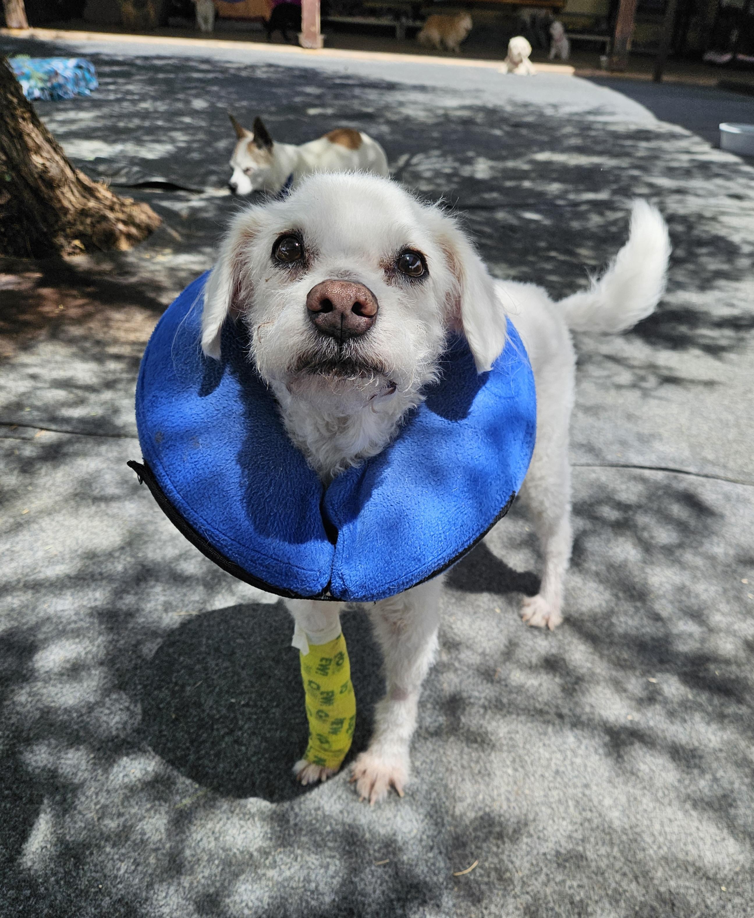 Enlarge Uncle Buddy, a ADOPTABLE mixed breed in New River, AZ image 5/5