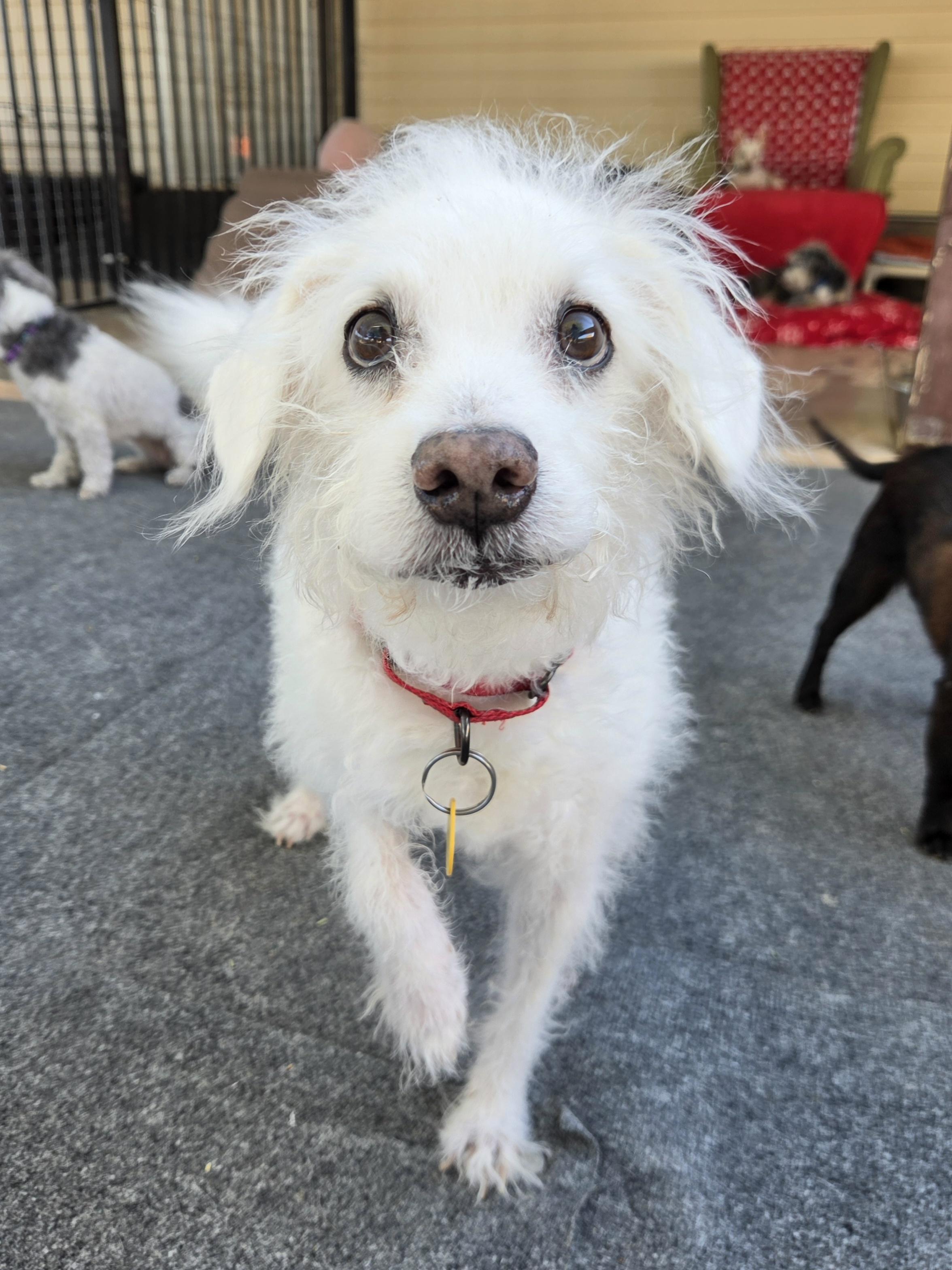 Enlarge Uncle Buddy, a Adoptable mixed breed in New River, AZ image 2/6