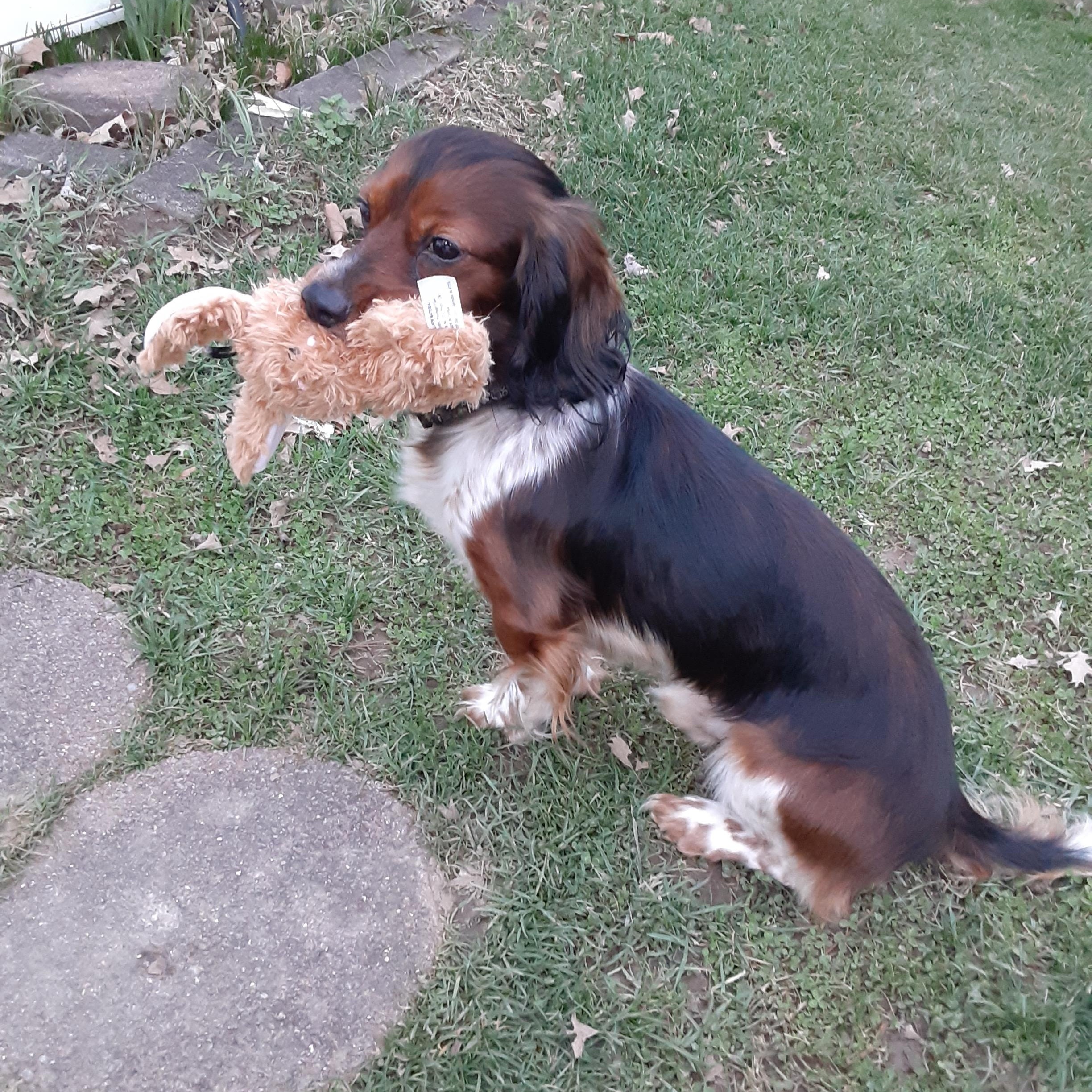 Riley, ADOPTABLE, Adult Male Dachshund (Long Haired) & Cavalier King Charles Spaniel.