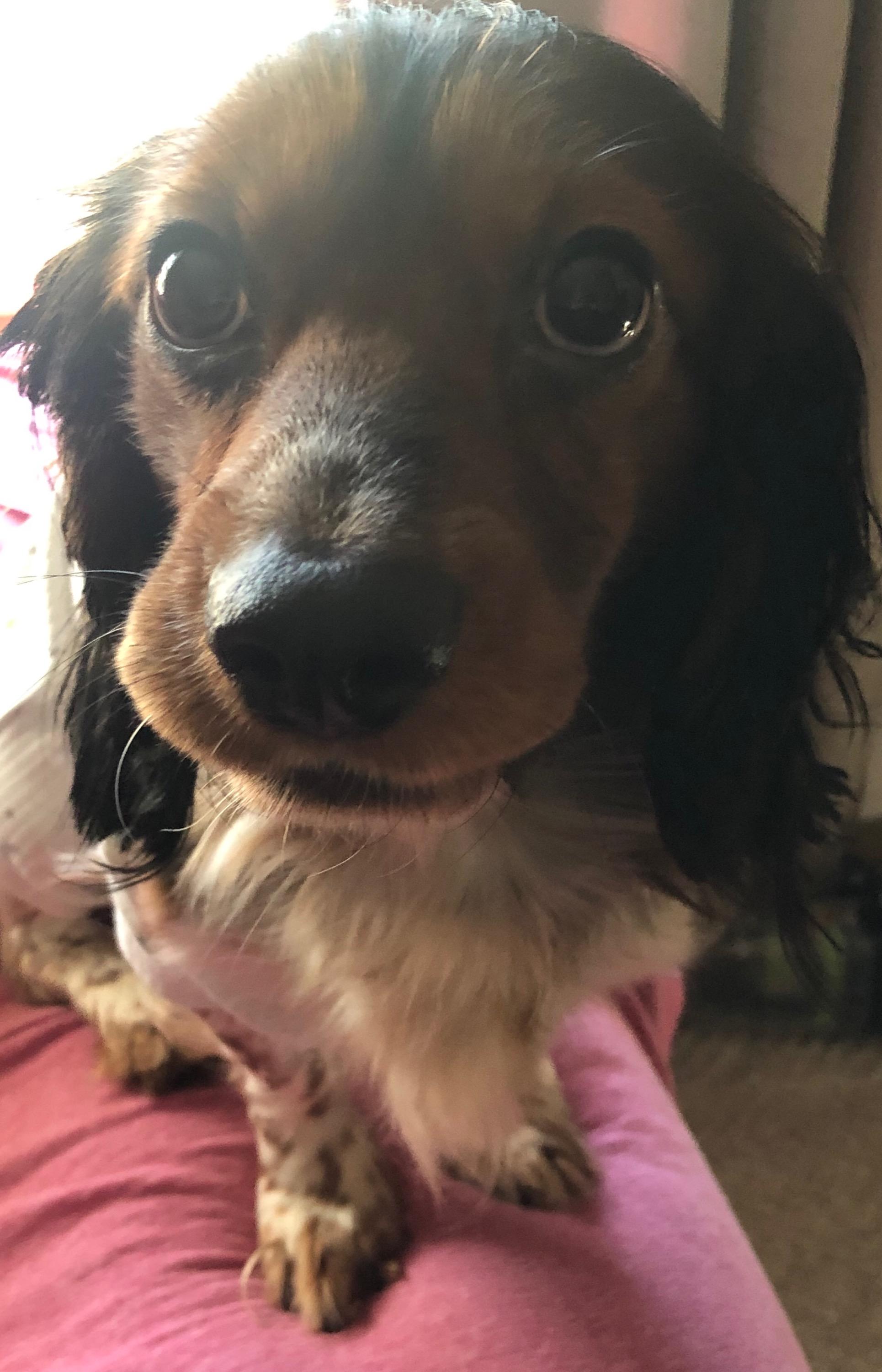 Enlarge Riley, a ADOPTABLE mixed breed in Coatesville, PA image 2/3