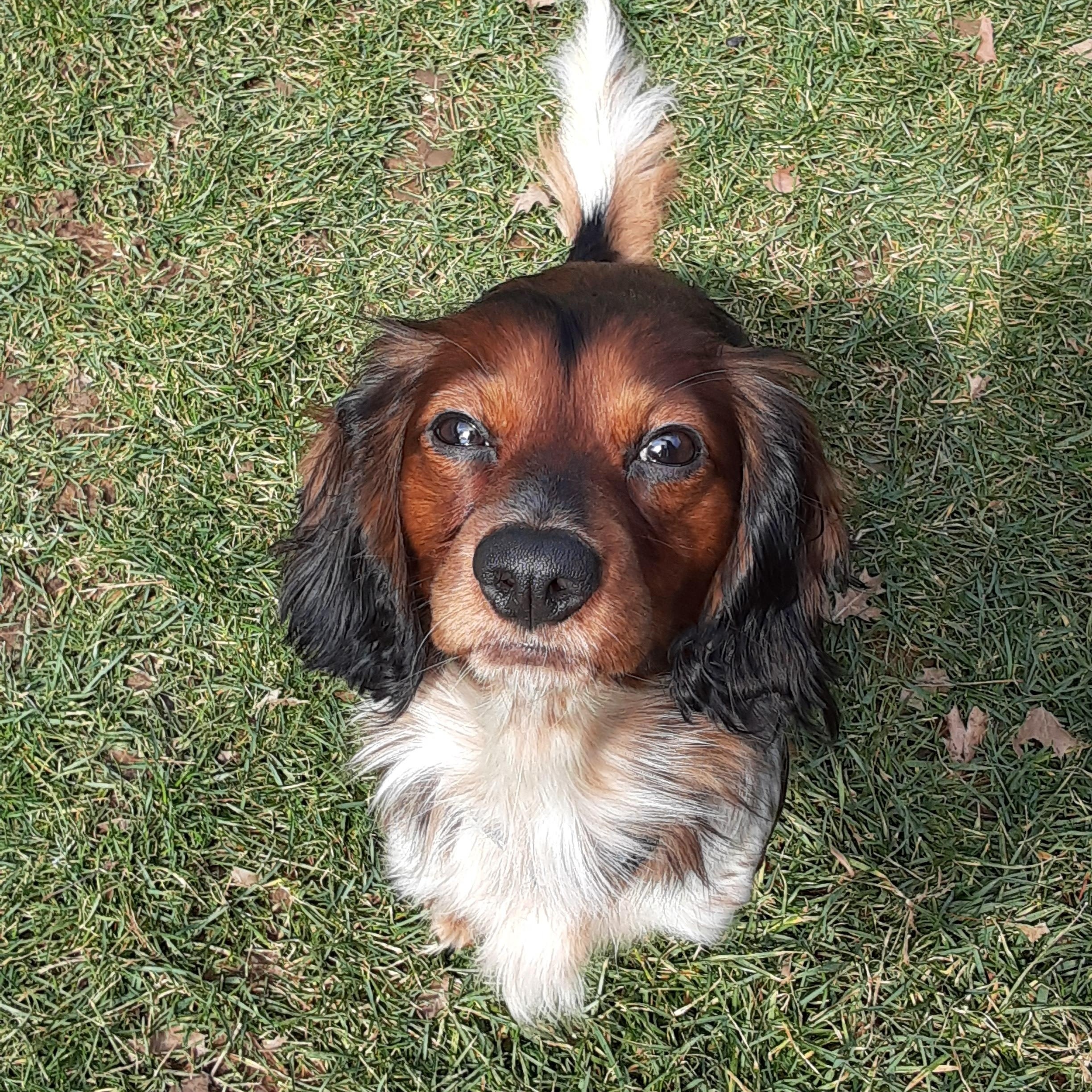 Enlarge Riley, a ADOPTABLE mixed breed in Coatesville, PA image 3/3