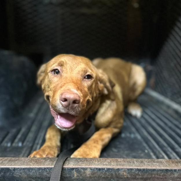 Enlarge Moo Moo, a Adoptable Mixed Breed in Gadsden, AL image 1/2