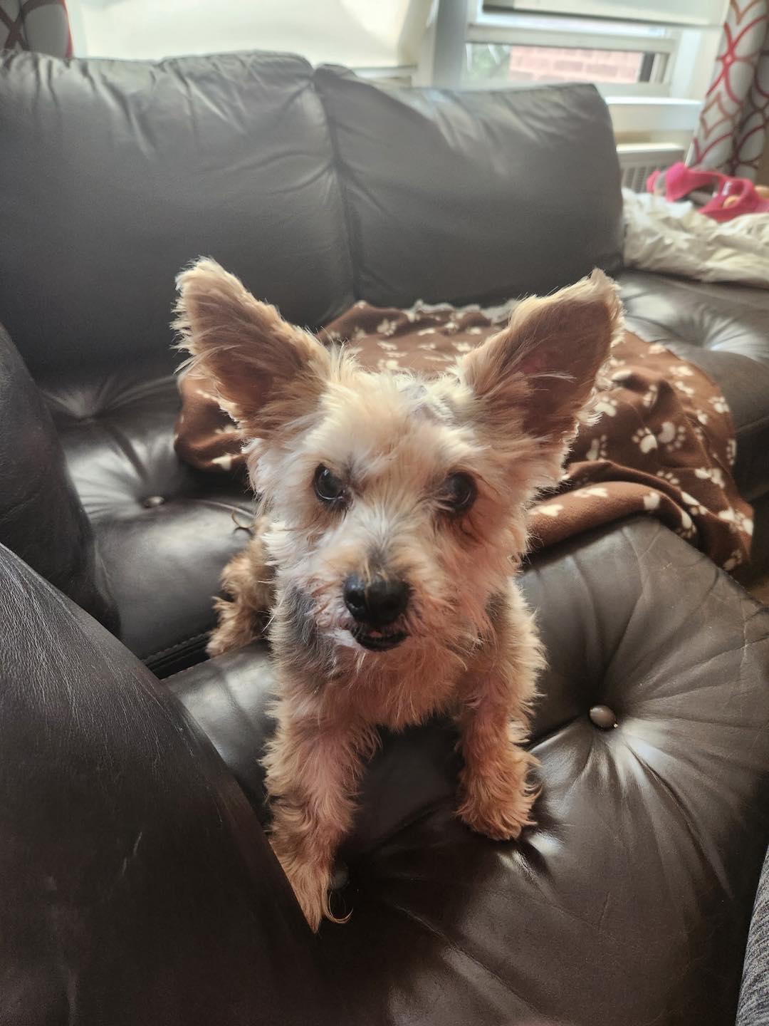 Huckleberry AKA Huck, a Adopted Yorkshire Terrier in Chicago, IL image 2/5