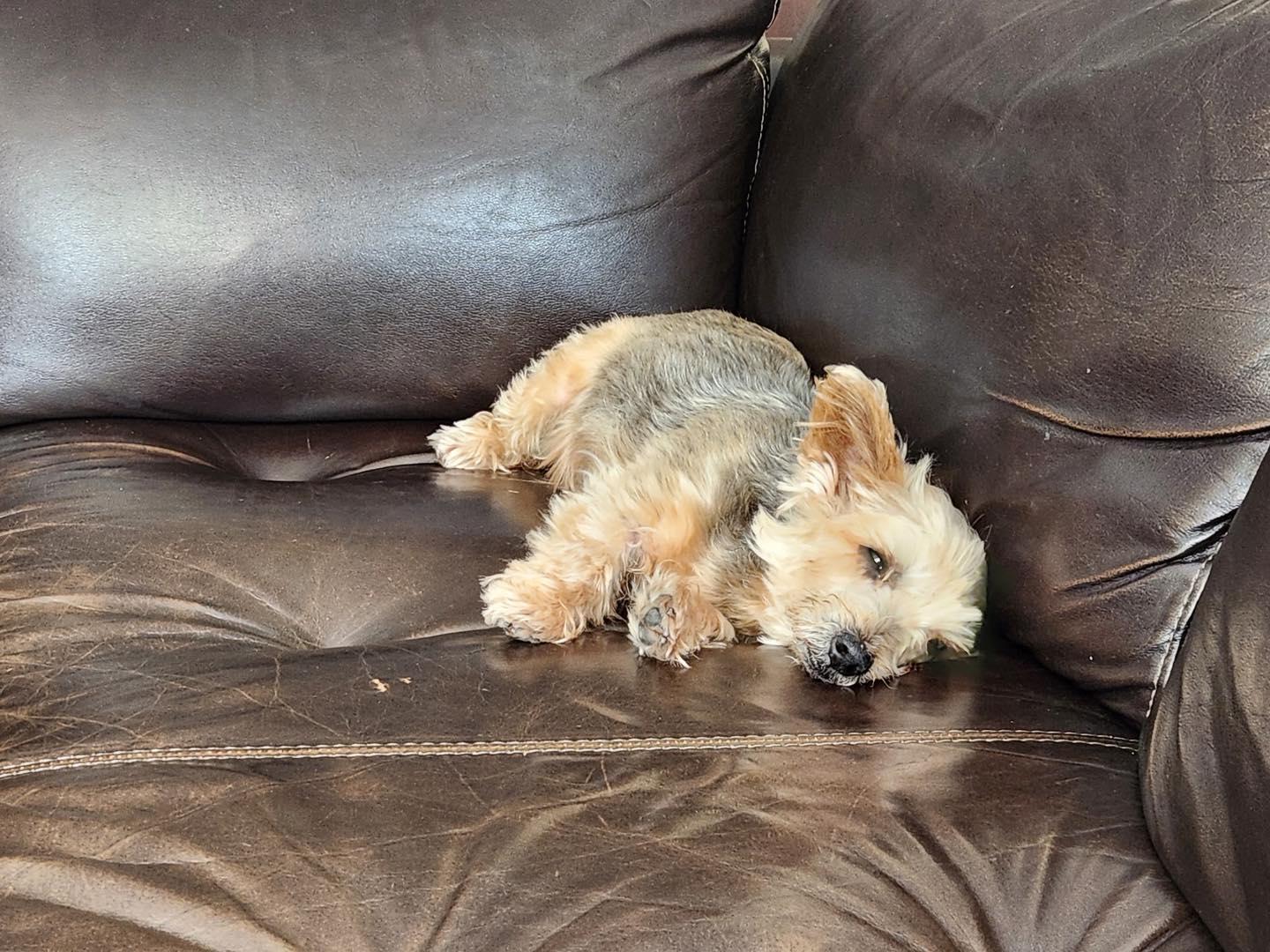 Huckleberry AKA Huck, a Adopted Yorkshire Terrier in Chicago, IL image 3/5