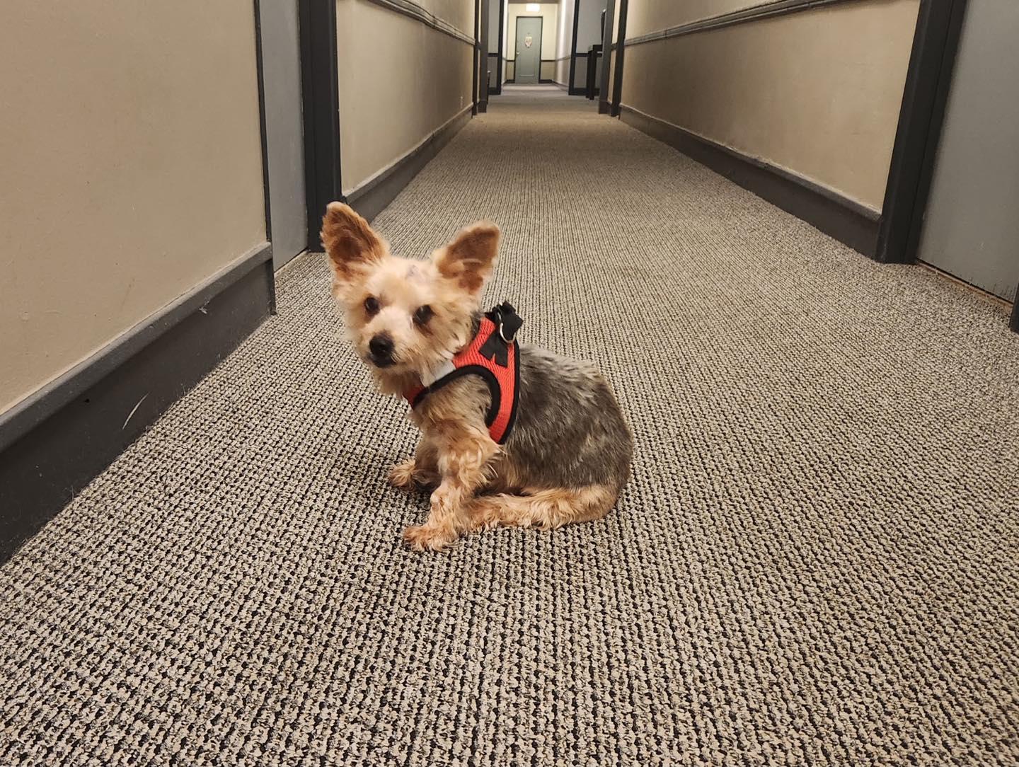 Huckleberry AKA Huck, a Adopted Yorkshire Terrier in Chicago, IL image 4/5