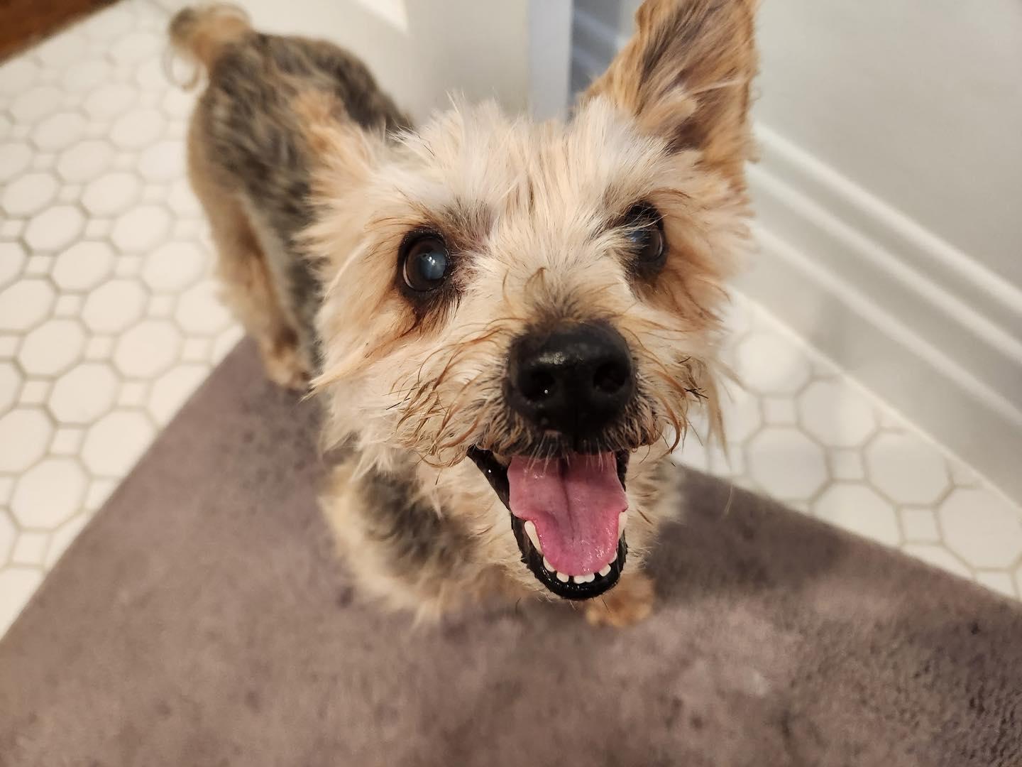 Huckleberry AKA Huck, Adopted, Senior Male Yorkshire Terrier.