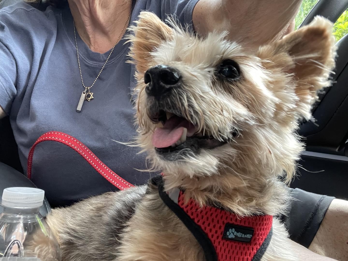 Huckleberry AKA Huck, a Adopted Yorkshire Terrier in Chicago, IL image 5/5