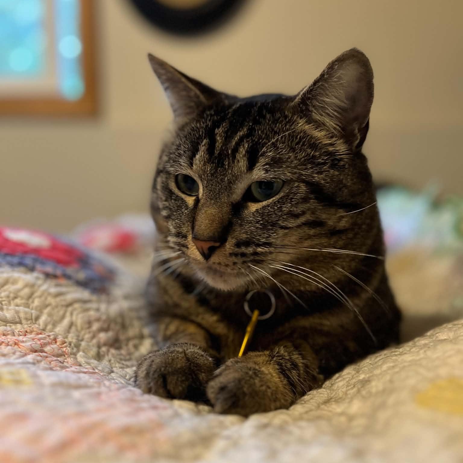 Enlarge Neil the gentle giant, a Adoptable mixed breed in Portland, OR image 1/6