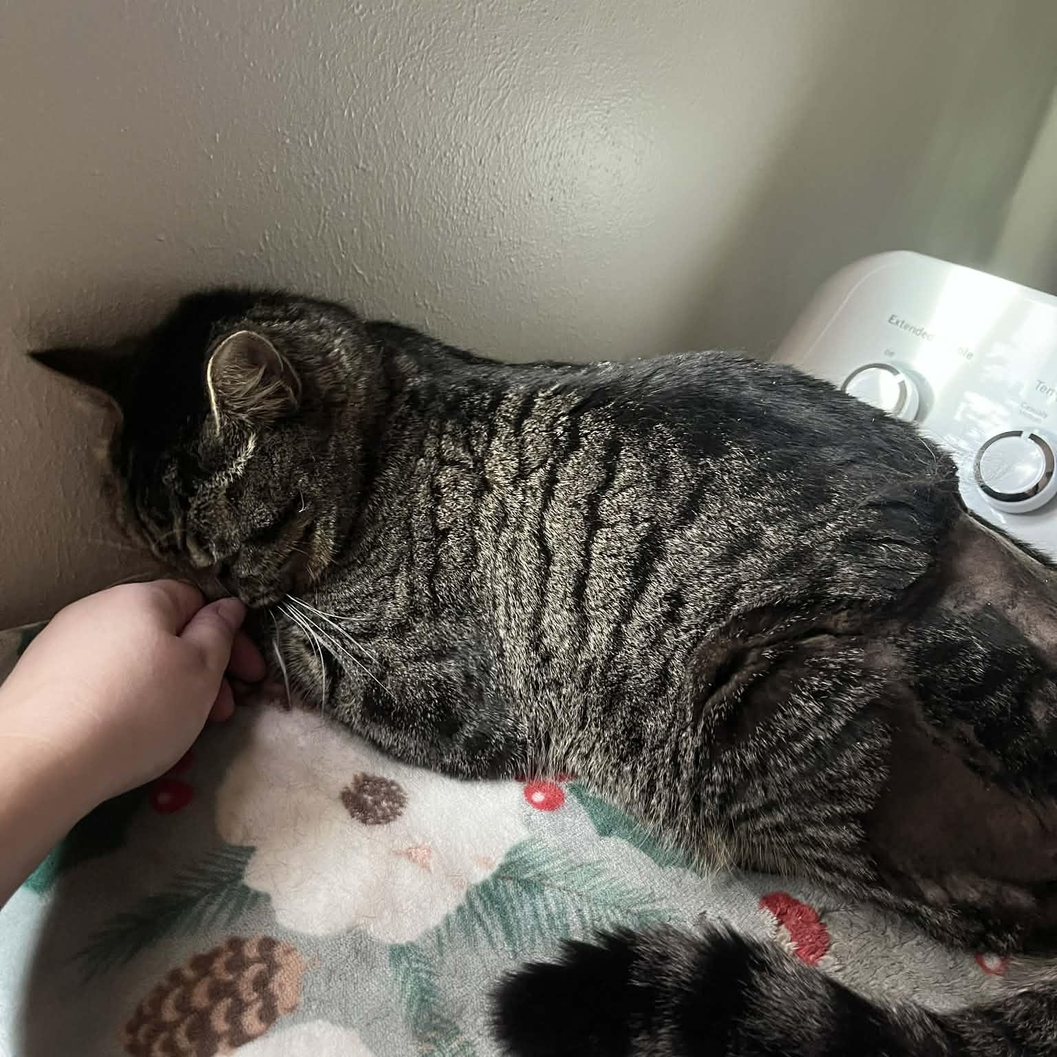 Enlarge Kneau- a gentle nice guy, a Adoptable mixed breed in Portland, OR image 3/5