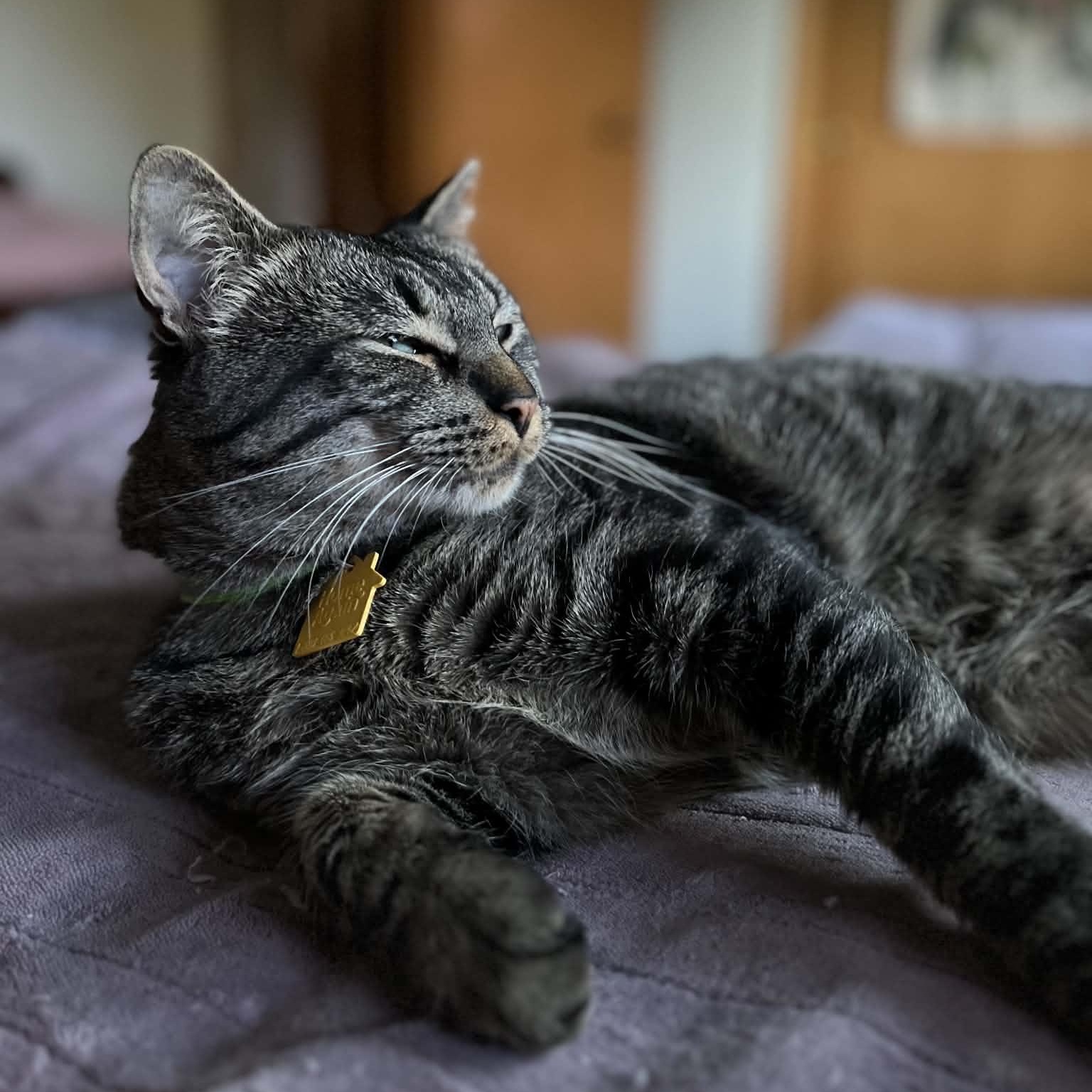 Enlarge Neil the gentle giant, a Adoptable mixed breed in Portland, OR image 4/6