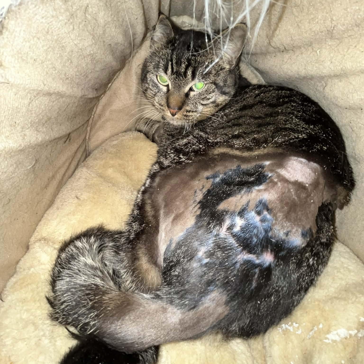 Enlarge Kneau- a gentle nice guy, a Adoptable mixed breed in Portland, OR image 4/5