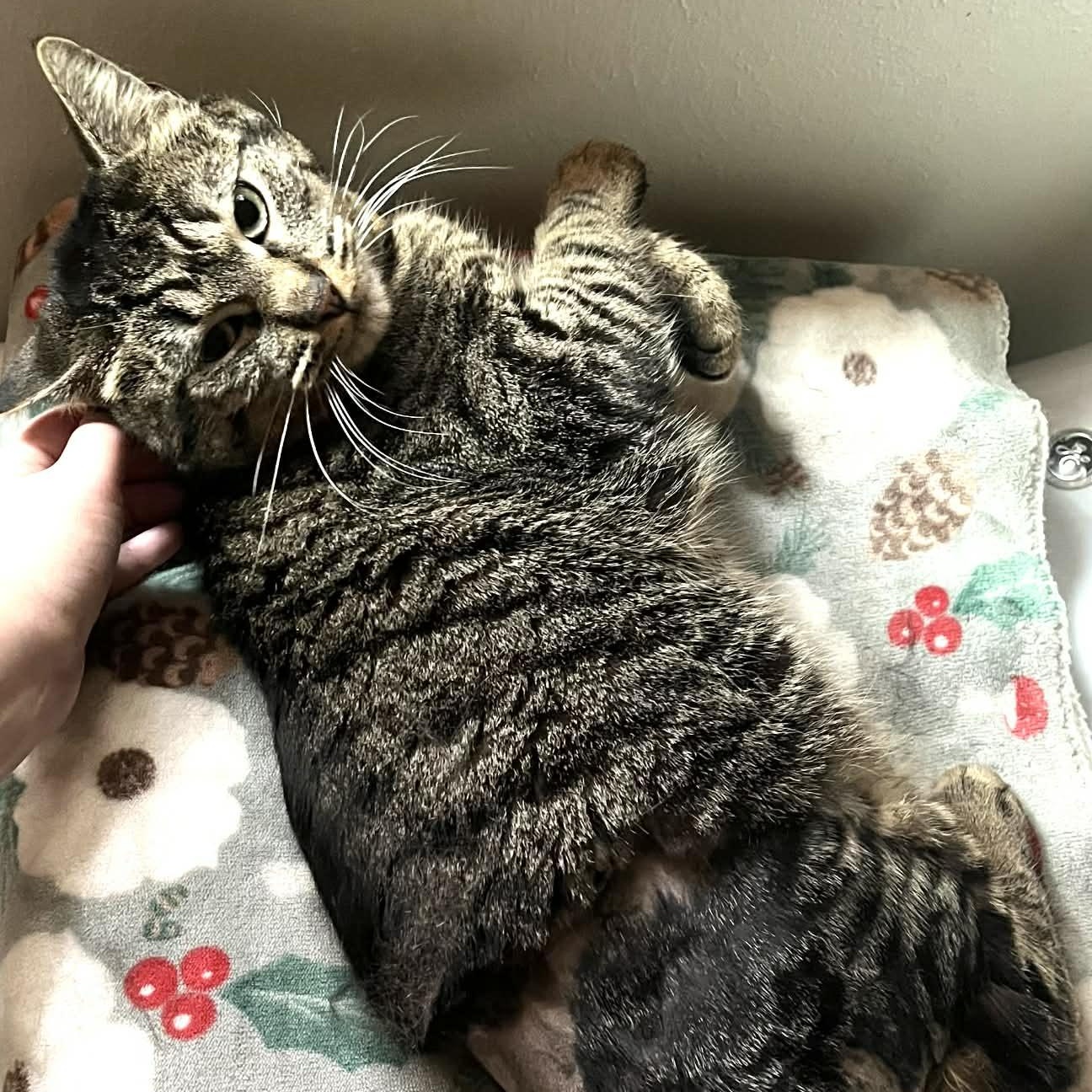 Enlarge Kneau- a gentle nice guy, a Adoptable mixed breed in Portland, OR image 2/5