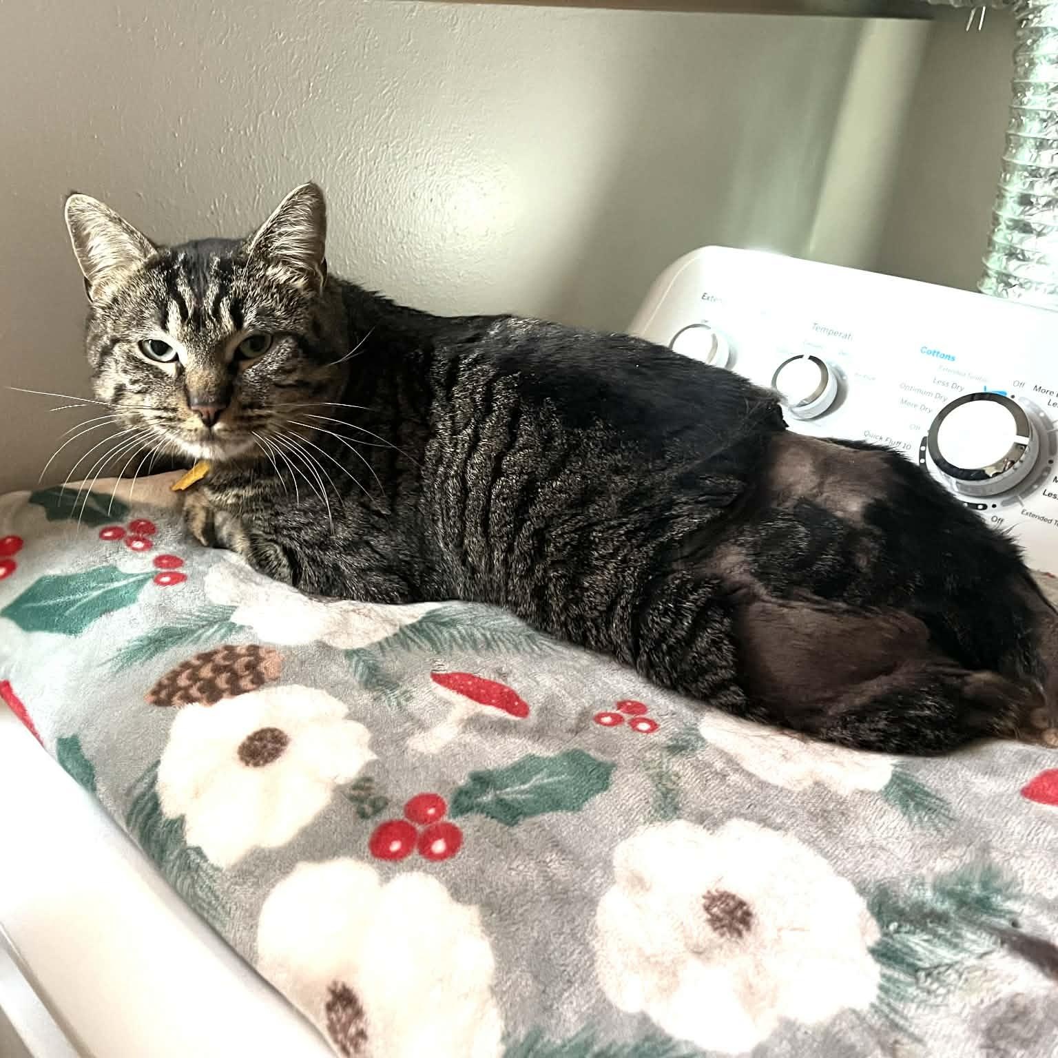 Enlarge Kneau- a gentle nice guy, a Adoptable mixed breed in Portland, OR image 5/5