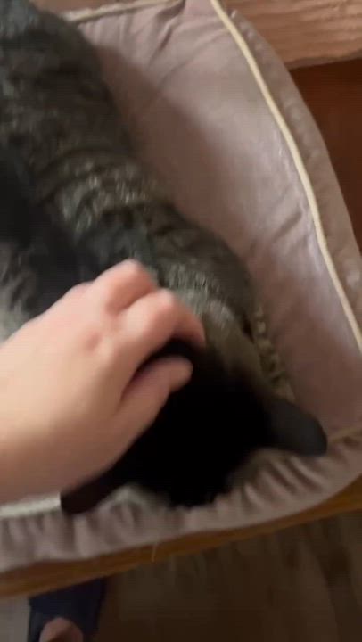 Enlarge Neil the gentle giant, a Adoptable mixed breed in Portland, OR video 6/6