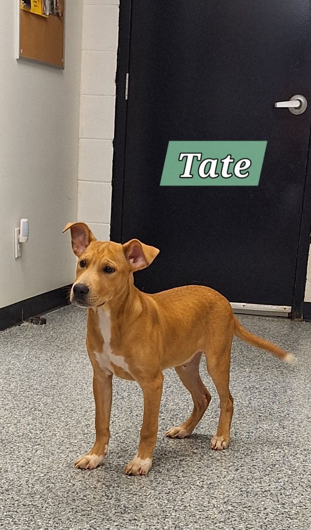 Tara & Tate 4