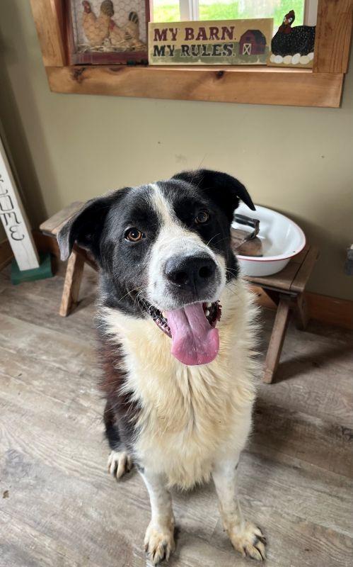 Enlarge Loki, a Adoptable Great Pyrenees in Genoa, IL image 1/1