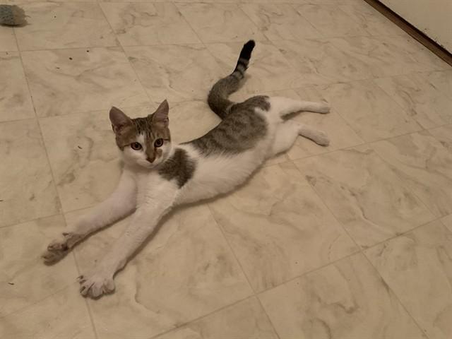 PAPAYA, Adoptable, Kitten Female Domestic Short Hair.